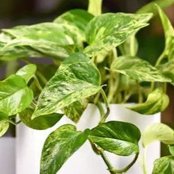 High Variegation Money Plant Pothos Plant/ House Plant/ Indoor Plant Flower Patio Garden 