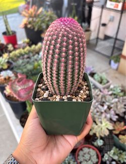 Cactus 🌵✨