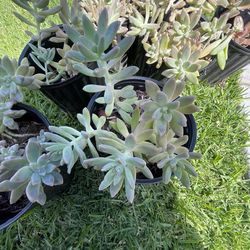 Succulents for sale