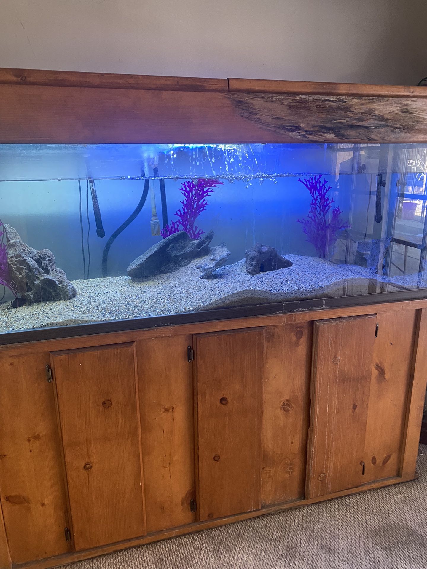 Fish Tank /Aquarium