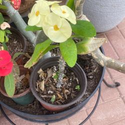 Coronas De Cristo $20.00 Cada Una 