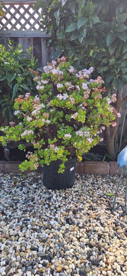 Old-Growth Mature Jade Plant (Thick Trunk Bonsai Style)