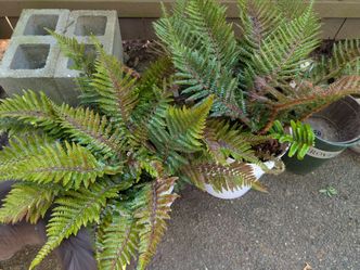 Western Sword Ferns