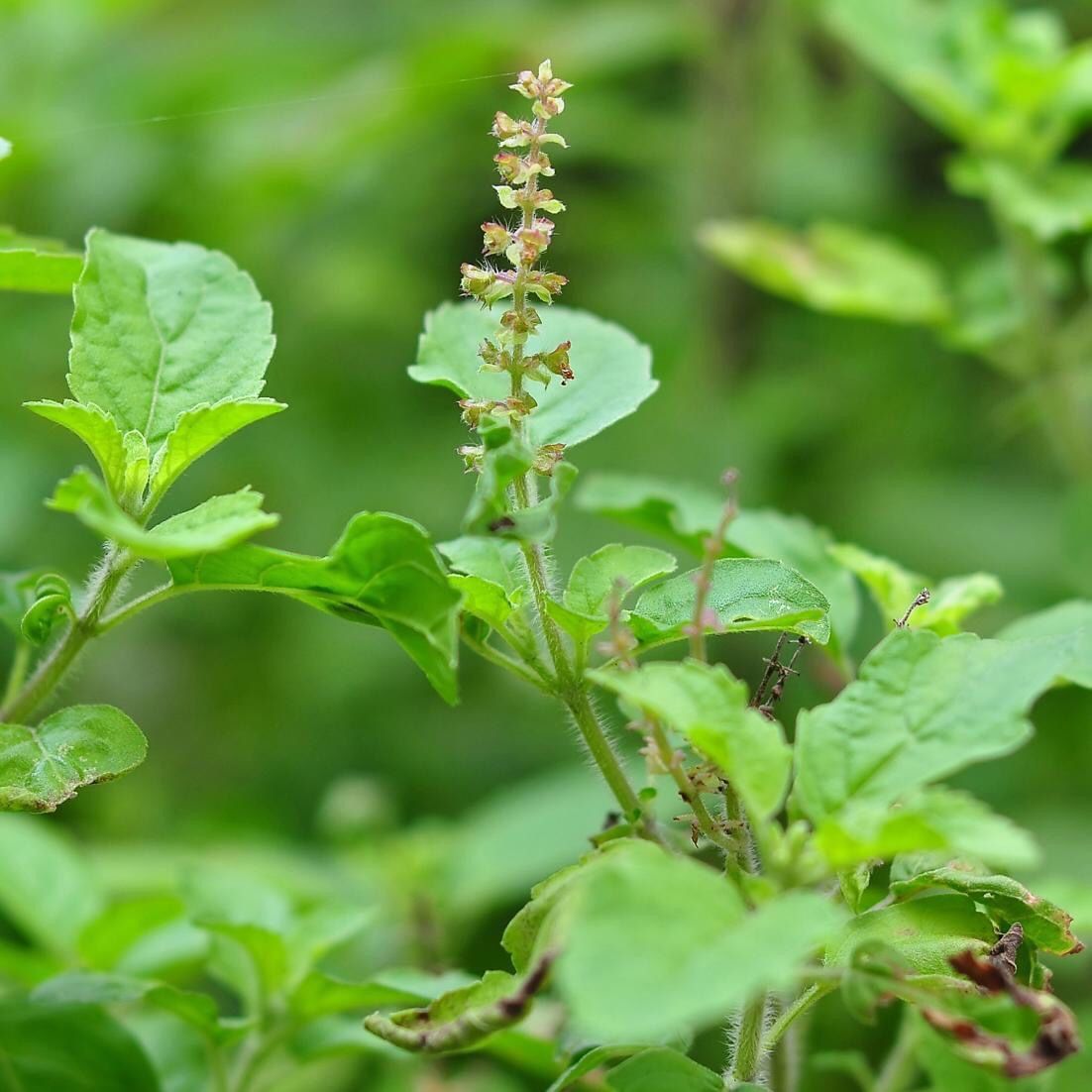 Tulsi Seeds. The Queen of Herbs. Holy Basil. Organic Heirloom 100 Seeds.