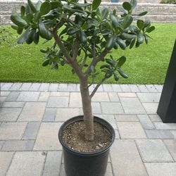 Tall and Healthy Jade Plant. Over 2 ft. Tall