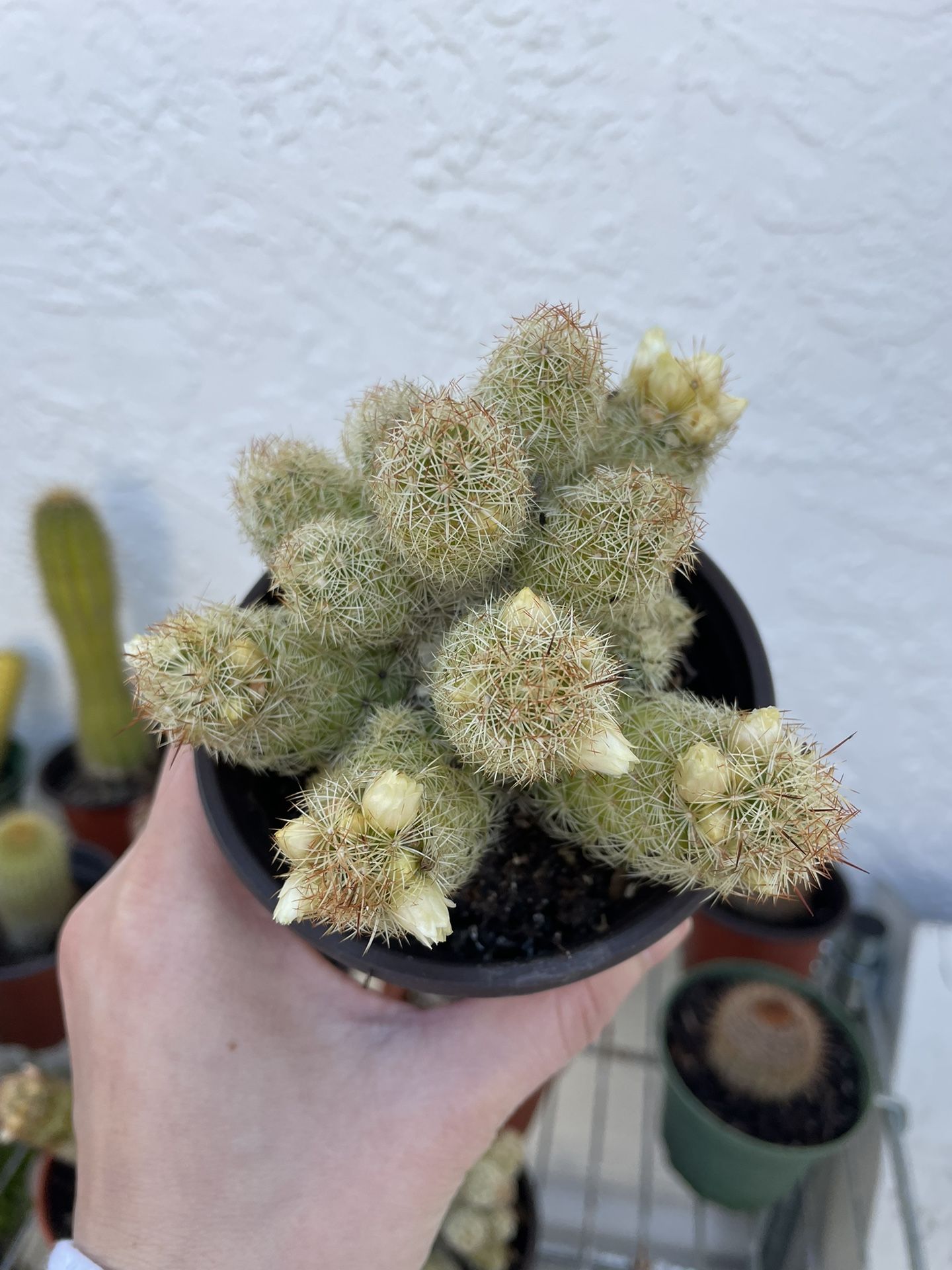 4in Pot Many Fingers Cactus Plant 
