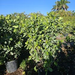 huge Podocarpus About  7 feet tall Instant  Privacy Hedge For Fence Green Full 