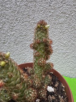 Mammillaria Copper King Cactus Plant