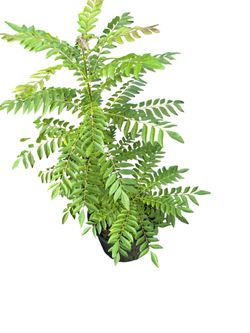 Live Curry Leaf Plant in Black Pot