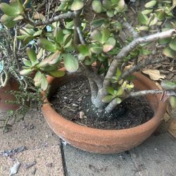 Beautiful Jade Plant 🪴 In Ceramic Planter 