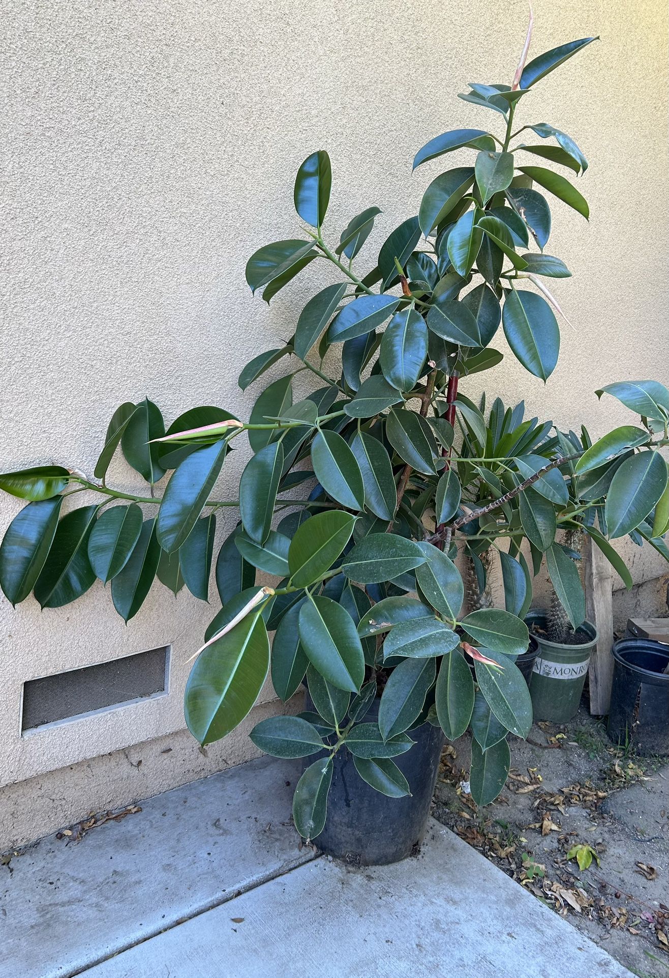 Giant Live Ficus elastica Tineke Rubber Plant