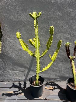 African milk trees, papaya trees, cactus