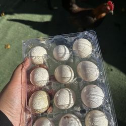 CHICKen Eggs