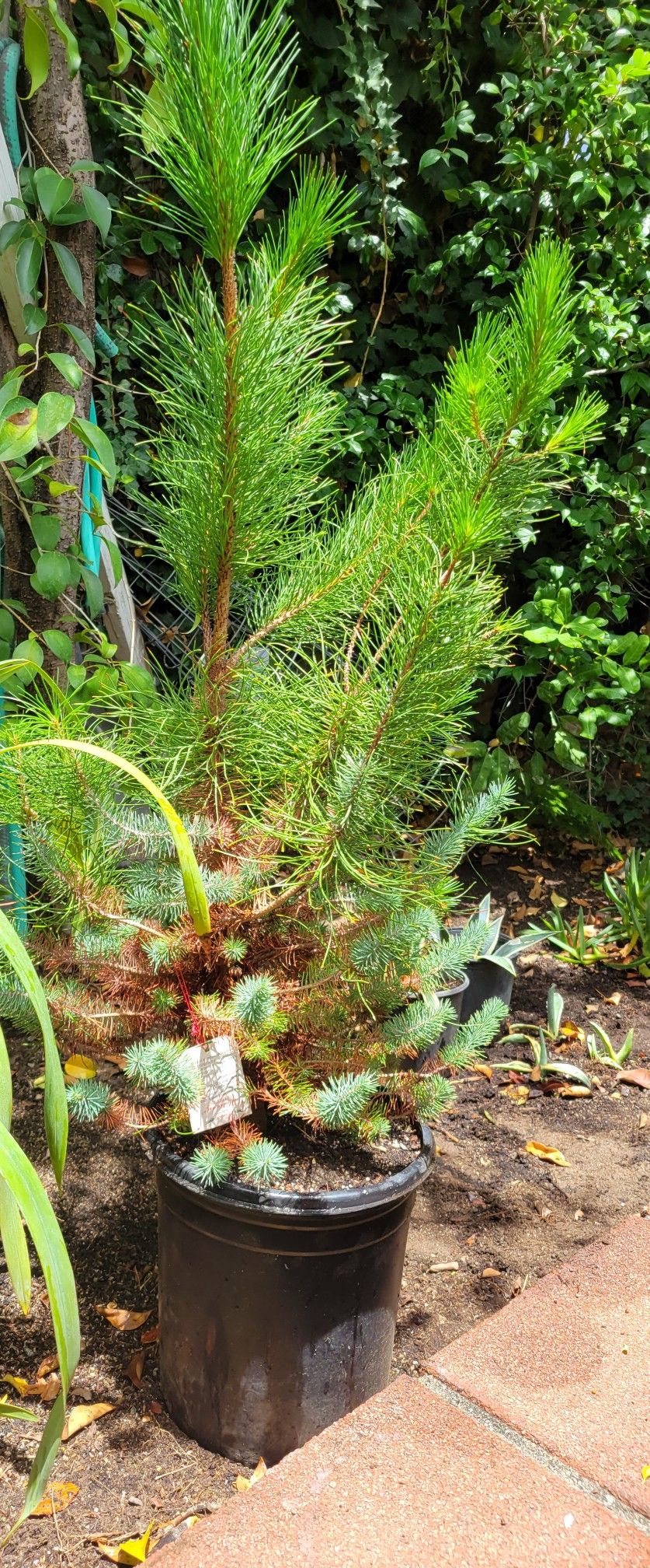 Italian Stone Pine Tree