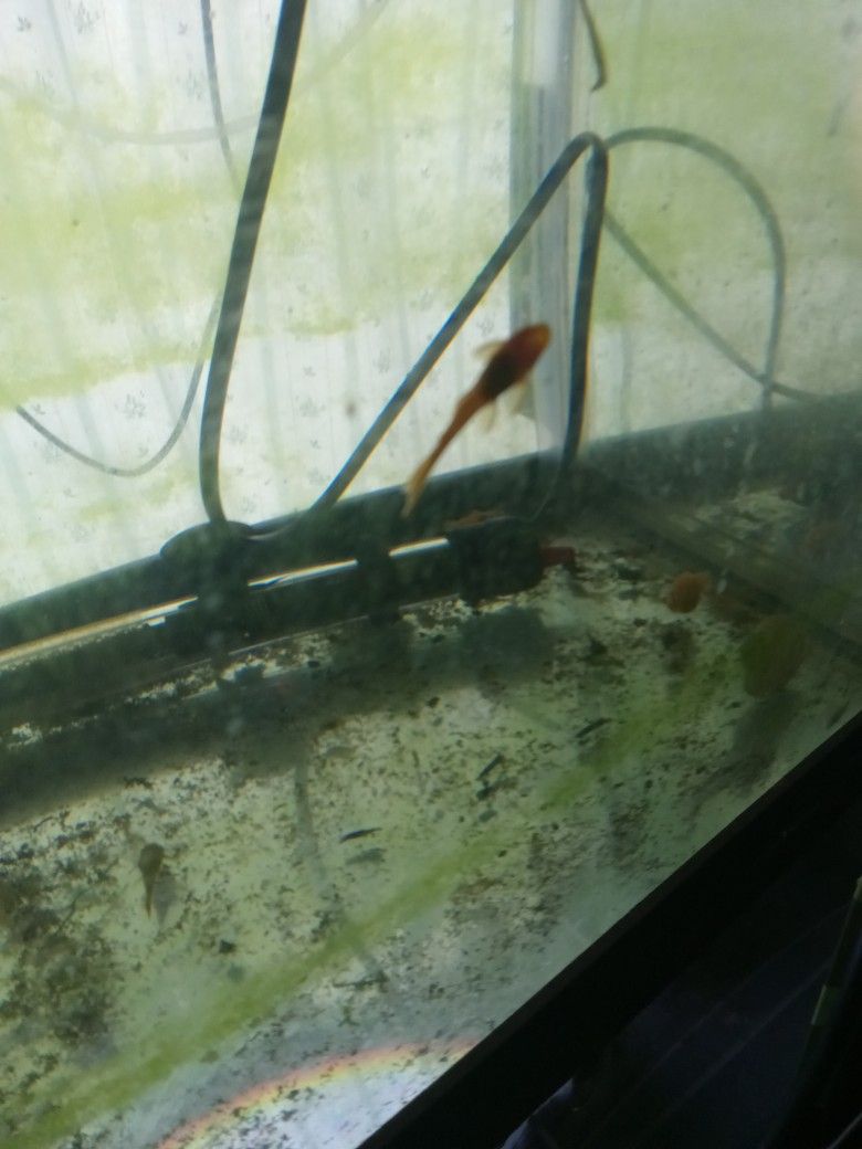 Super Red Bristlenose Pleco Fry