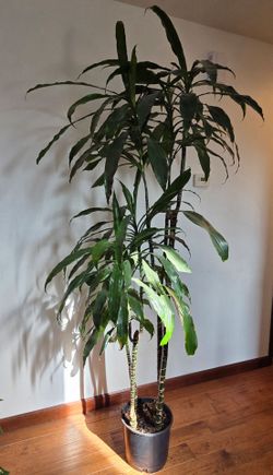 Corn Plant