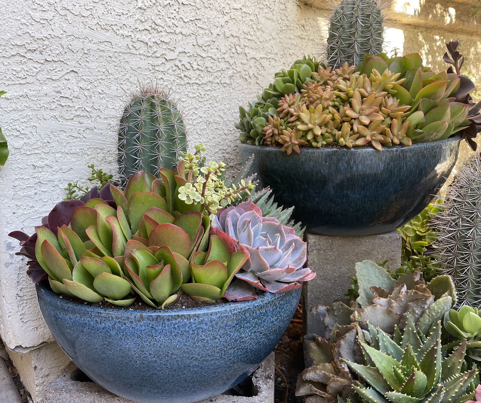 Large Ceramic Bowl Of Succulents 