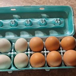 Chicken Eggs