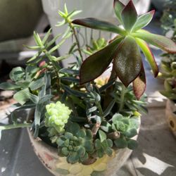 🔥Live Succulents in Ceramic Planter - $15 Firm