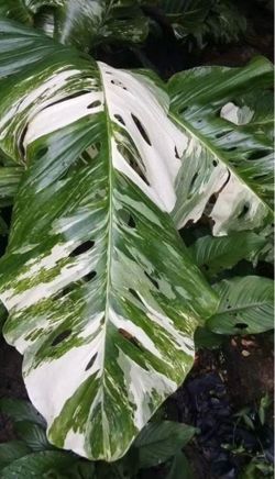 Monstera Lechleriana