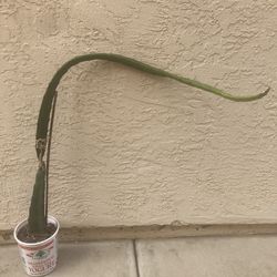 Extra Large Sugar Dragon Dragon Fruit Plant, Red Fleshed, Fully Rooted Cutting