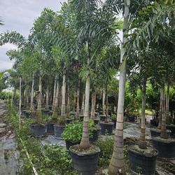 foxtail Palms  single  trunk  over 10 feet tall Instant  decoration 