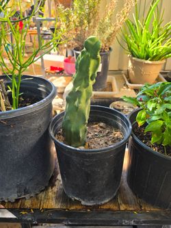 Totem pole cactus