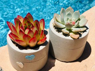 Korean succulents in Ceremic pot