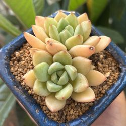 Succulent With Pot