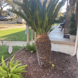 Sago Palm