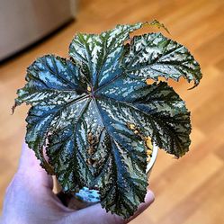 RARE! Potted Begonia X Gryphon 
