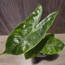 alocasia pink dragon aurea, lower variegation