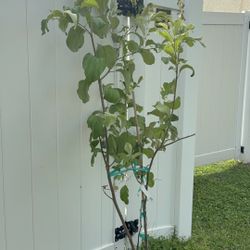 Thai Jujube Tree With Flower (6 Ft Tall) Will Be Fruiting Soon 