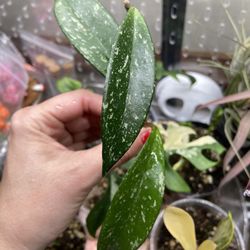 Hoya pubicalyx splash House Plant 