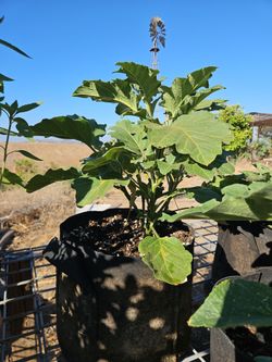 Black beauty Eggplant plant for sale