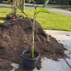 Banana Tree 