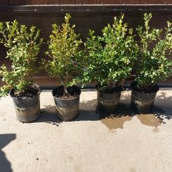 Japanese Boxwood Plants 