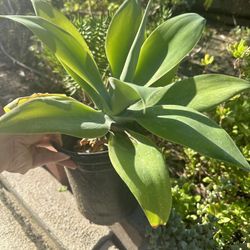 Green Plant
