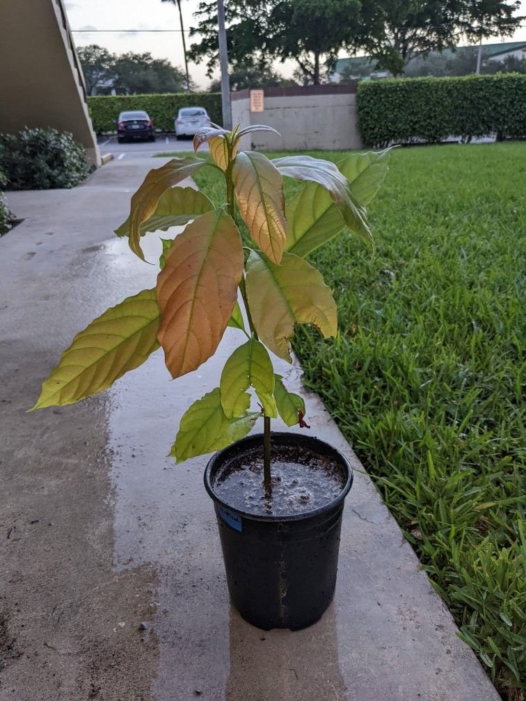 Avocado Plants Of Various Sizes: Haas, Tropical