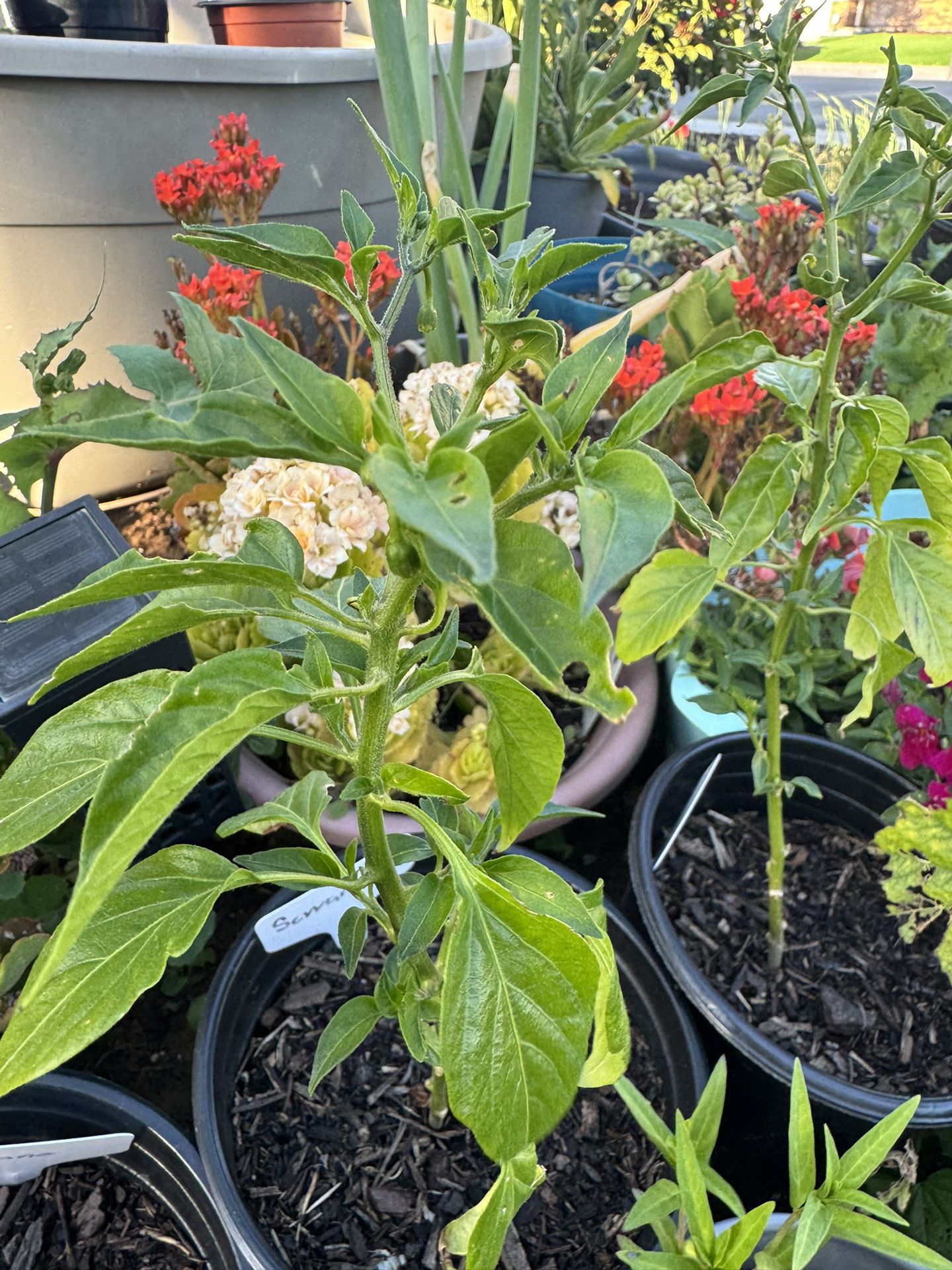 Serrano Plant