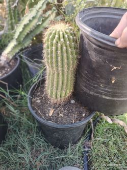 Hedgehog cactus plant