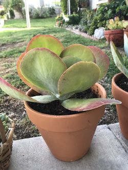 Succulent( calonchoe flapjack) lucky plant