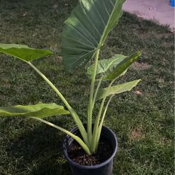 Planta Oreja De Elefante Plant 