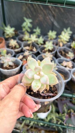 Succulent