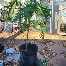 papaya plants