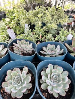 Succulents And Cactus