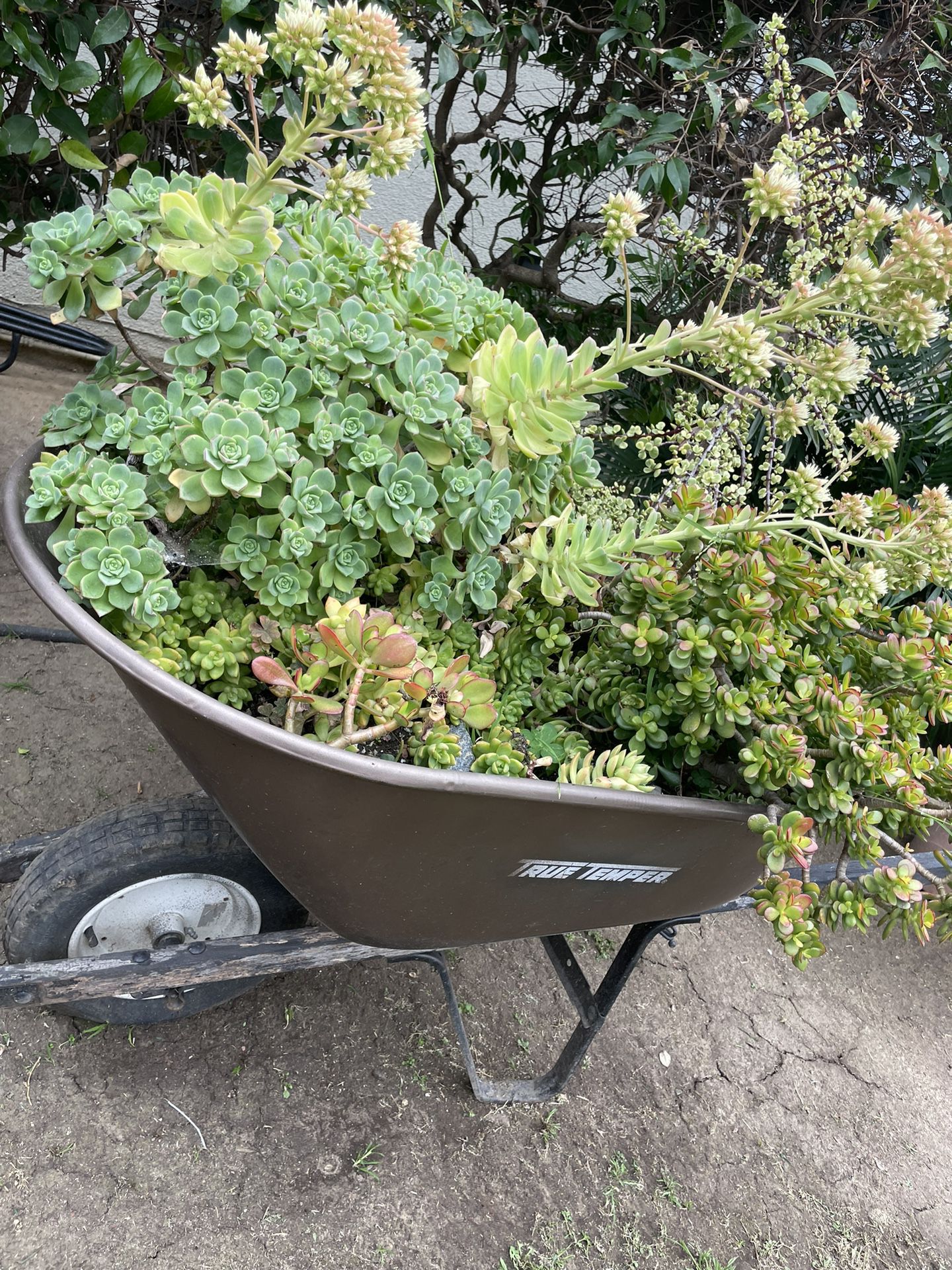 Wheel Barrow With Succulent Plants . 