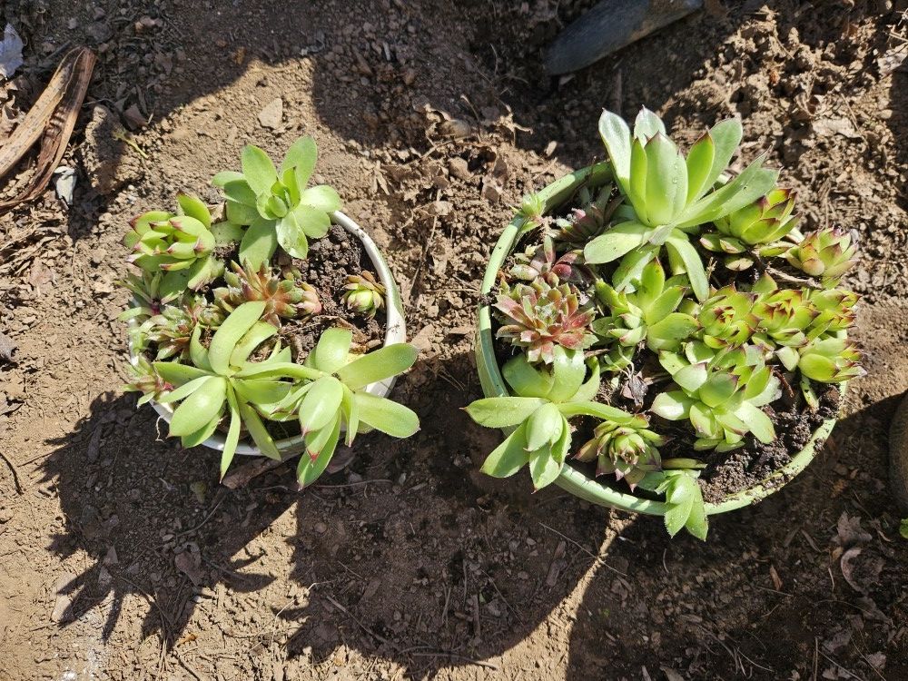 Succulents  10.00 Smaller $8.00