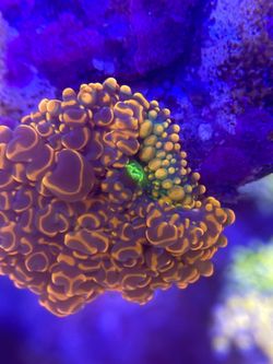 Coral