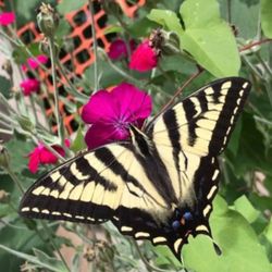 Rose Campion Perennial Plant. Please See All Pics.